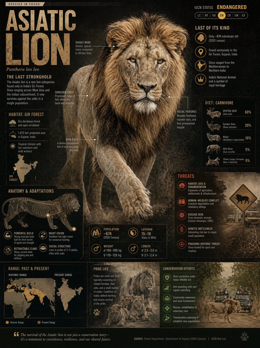 Editorial wildlife atlas infographic of an endangered species