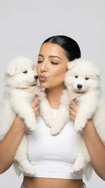 Photorealistic Studio Pet Portrait with Samoyed Puppies