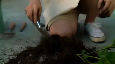 Rempotage d'une plante sur la terrasse