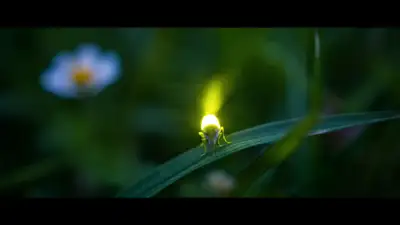 Cinematic Firefly Field Scene