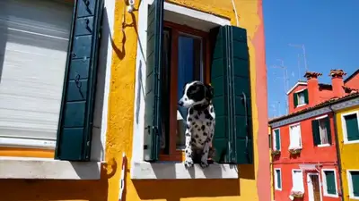 Burano Dalmation Window Scene