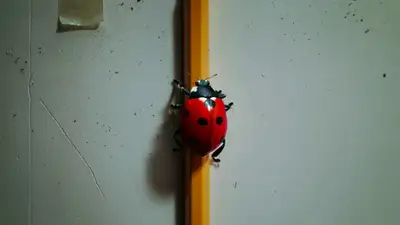 瓢虫视角的厨房墙壁冒险