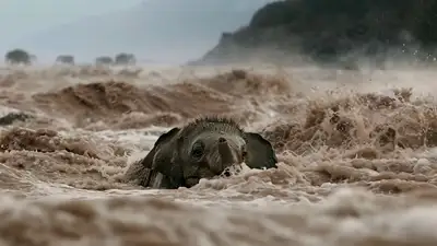 Cinematic Wildlife Rescue: Elephant Calf in Monsoon River