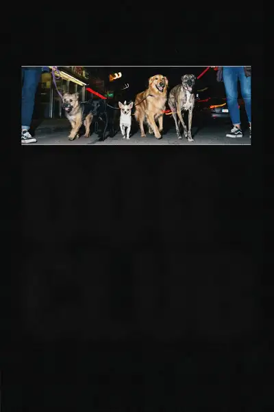 Dog Club Night Walk Poster Prompt