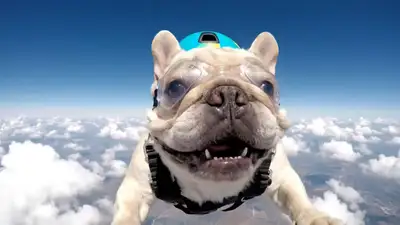 Plan comique façon GoPro d'un bouledogue français en chute libre