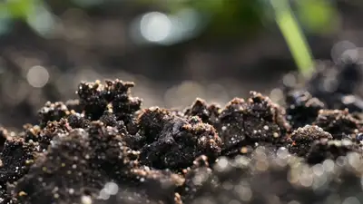 Rose Life Cycle Time-Lapse Macro Prompt