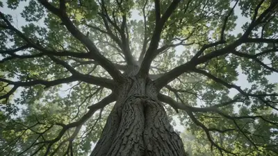 Vue en contre-plongée de la lumière du soleil à travers la canopée d'un arbre géant