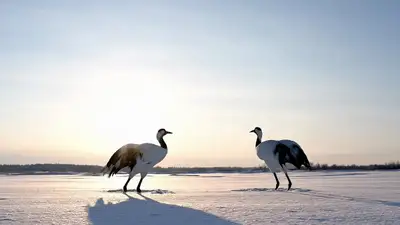 Red-Crowned Cranes in Winter Snow