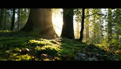 Rise Through the Forest - Whispering Giant Trees