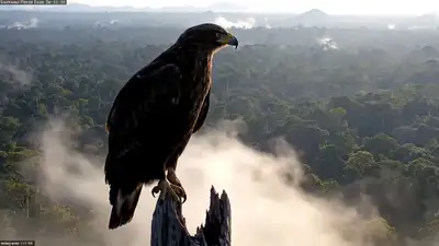 Harpy Eagle Cloud Forest Cinematic Prompt