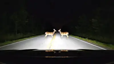 Deer Dance Dashcam Video Prompt