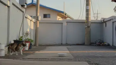 Tender Alley Cat Feeding Scene