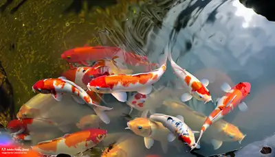 Koi-Fische im Teich Foto