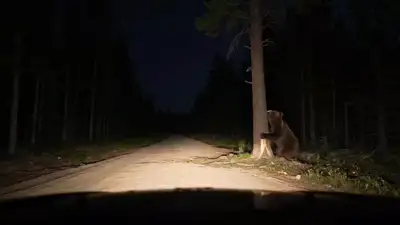 Dash Cam Bear Tree Fall Viral Video Prompt
