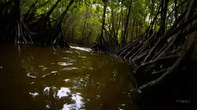 Amazon Swamp Caiman Tracking Shot