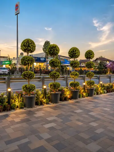 Luxury Urban Streetscape with Topiary Trees at Golden Hour