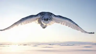 Snowy Owl Tundra Landing - VEO 3 YAML Prompt