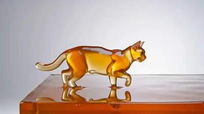Salto na Piscina de Gato Amber Jello