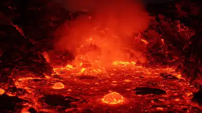 The Forest Awakens