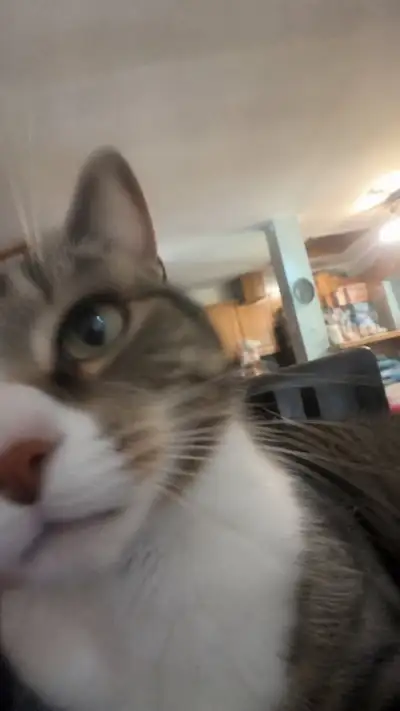 ChatGPT as a Cat: Accidental iPhone Selfie