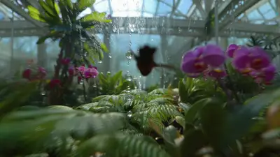 Kolibri-POV-Gewächshausflug-Videoprompt