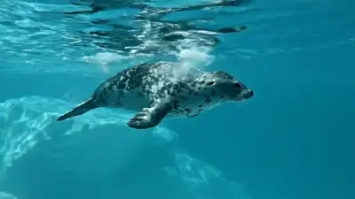 Leopard Seal Underwater Ice Cinematic