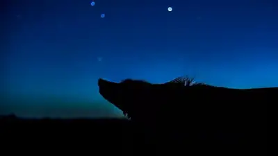 Wolf howling at the moon