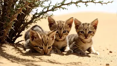 Sand-cat kittens desert scene VEO 3 prompt