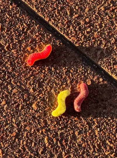 Gummy pigeon eats gummy worms