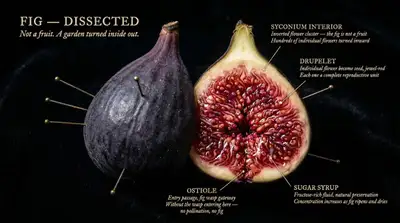 Dissected Natural Object Specimen Illustration Template
