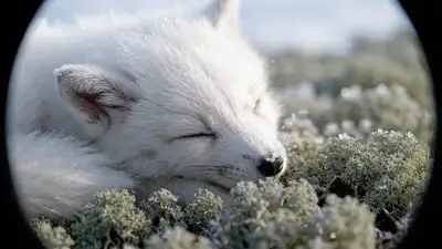 White Fox Pup Sleeping on Lichen - VEO 3 YAML Prompt