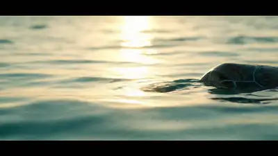Green Sea Turtle Sunrise Video Prompt