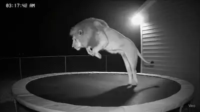 Lion on Trampoline CCTV Viral Video Prompt