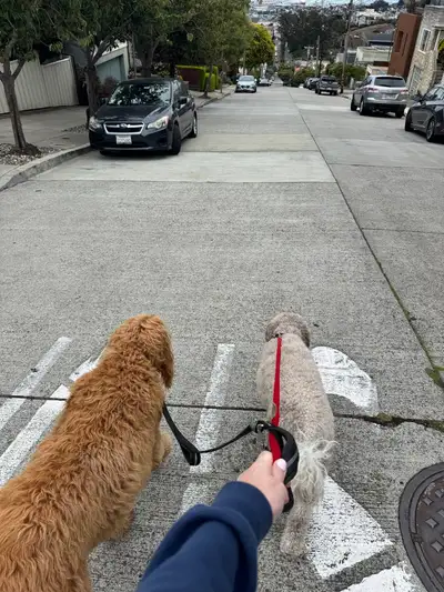POV Vintage-Videospiel-Spaziergang mit Hunden