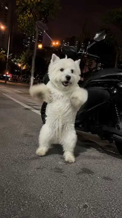 Westie Dancing to Motorbike Alarm Night Video