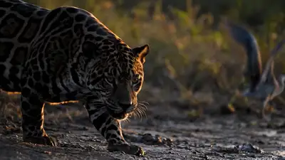 Melanistic Jaguar Riverbank Dusk Cinematic Prompt