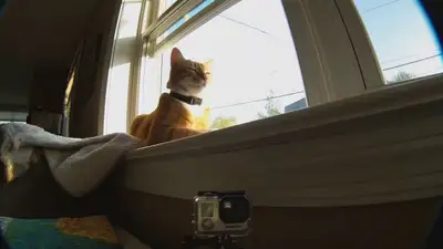 Cat POV vlog, early-2000s camcorder aesthetic, Seedance 2.0