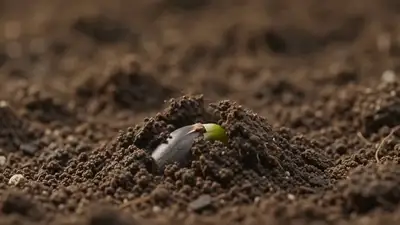 Botanical Timelapse: Pumpkin Plant Life Cycle