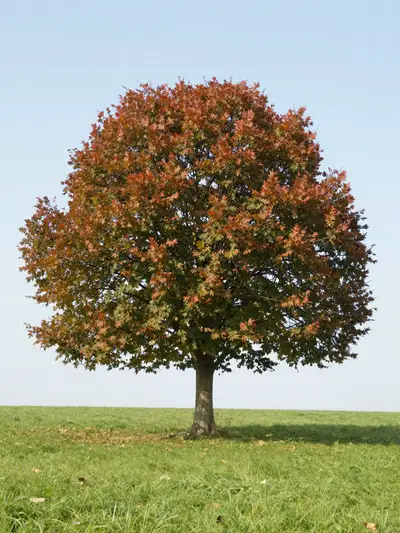 Looping colorful tree animation on open grassland