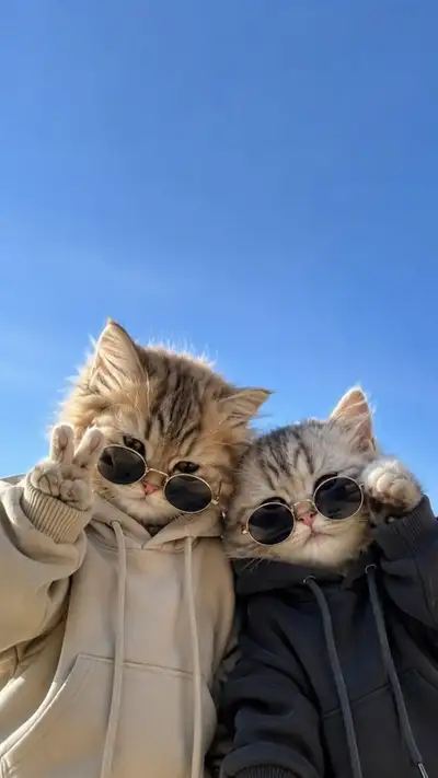 两只戴连帽衫的小猫低角度自拍