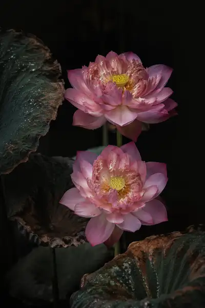 Moody macro photography of pink double lotus flowers