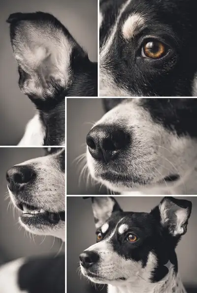 Five-Panel Black and White Pet Portrait Collage