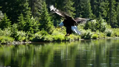 Bald Eagle River Dive Video Prompt