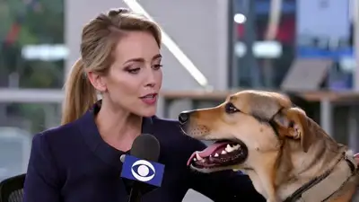 Fingiertes Nachrichteninterview mit einem Hund als Interviewpartner