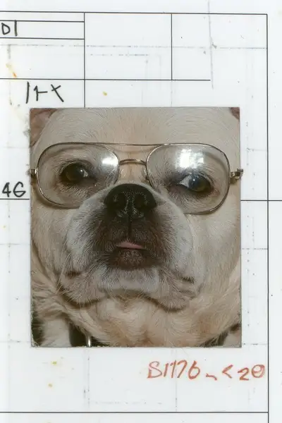 Dog Mugshot Image Prompt