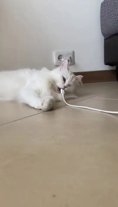 Cat Plays with Charging Cable and Gets Shocked