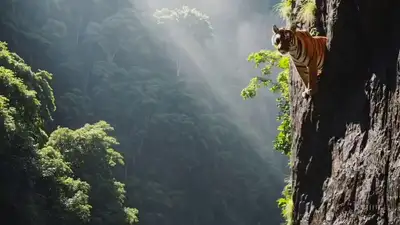Bengal Tiger Leaping into River