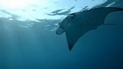 Manta Ray Barrel Roll Underwater Cinematic Shot