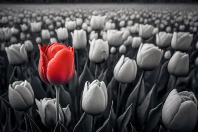 Color Splash Tulip