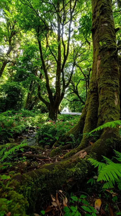 Verregneter Spaziergang durch den moosigen Wald